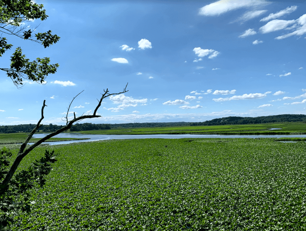 Jug Bay Wetlands Sanctuary