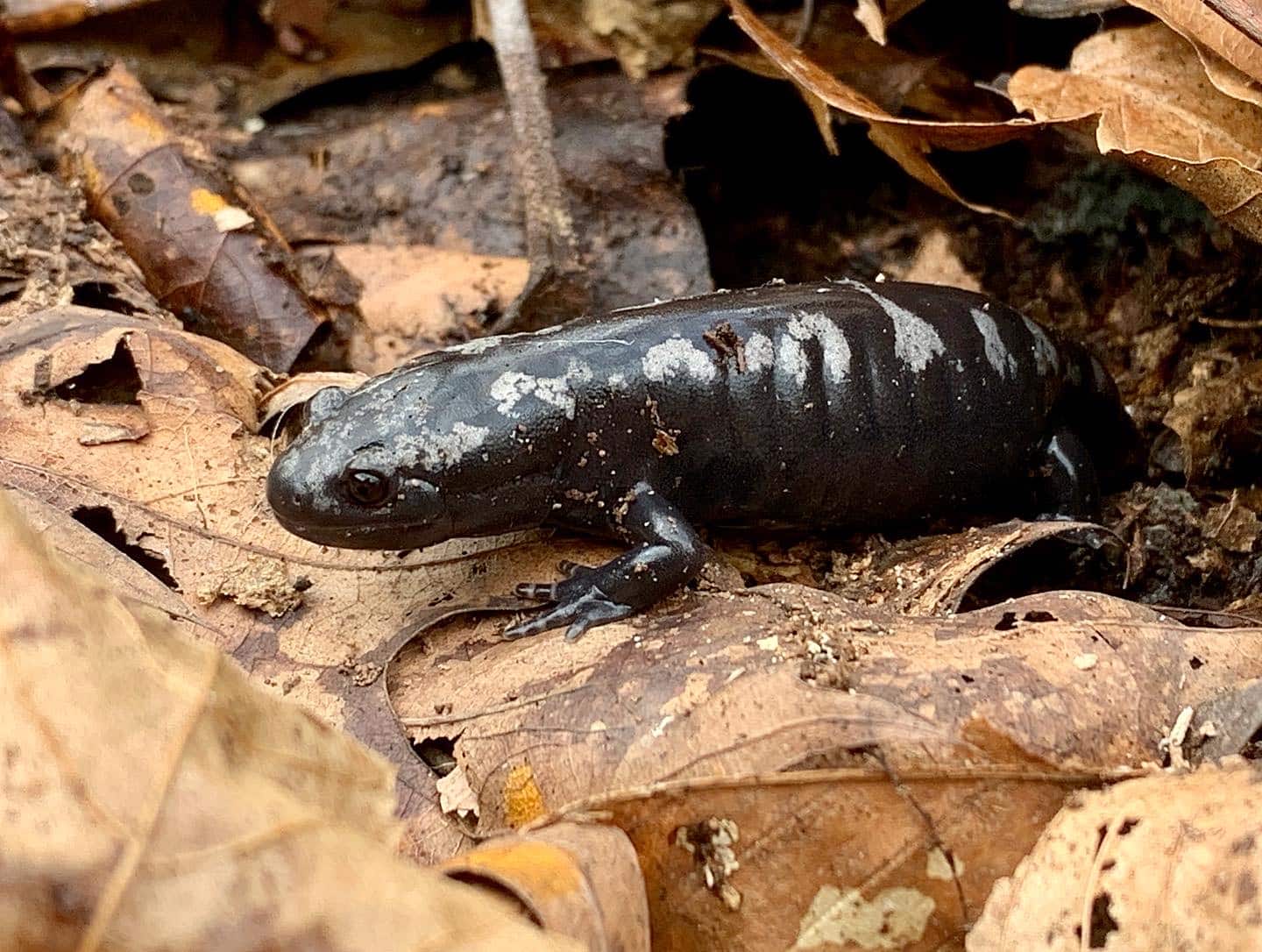 Salamander at Jug Bay