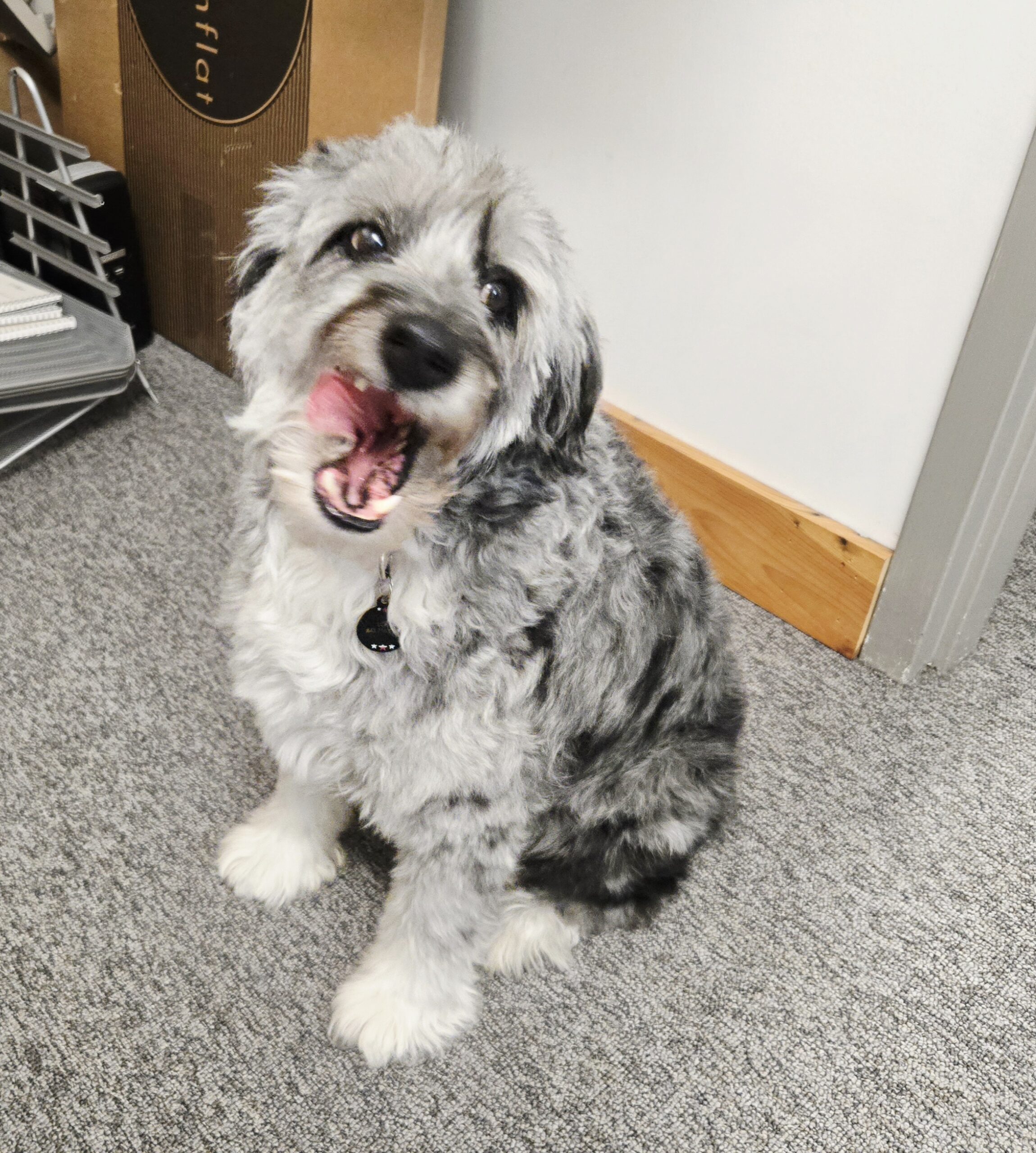 Loo Ormond : Chief Snuggle Officer