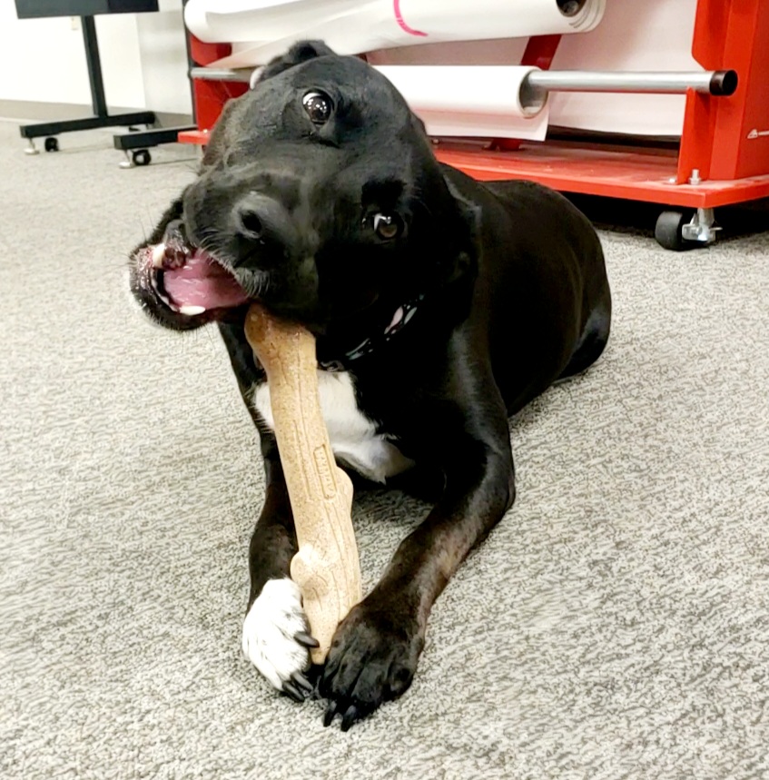 Potato Allan : Chief Barketing Officer